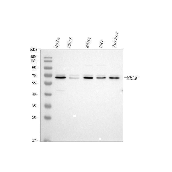 Anti-MELK Antibody Picoband® Boster Bio