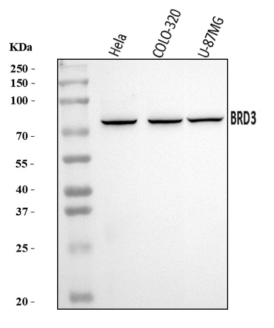 Anti-BRD3 Antibody Picoband® Boster Bio