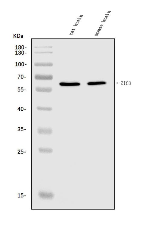Anti-ZIC3 Antibody Picoband® Boster Bio