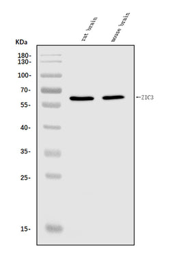 Anti-ZIC3 Antibody Picoband® Boster Bio