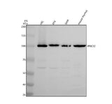 Anti-PRKD2 Antibody Picoband® Boster Bio