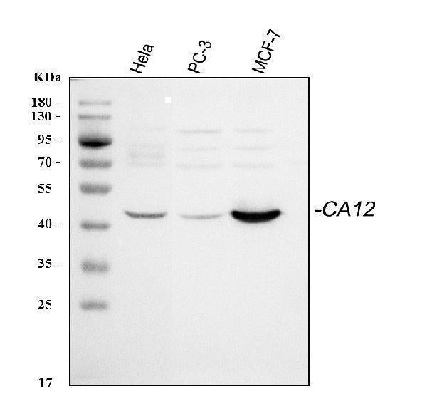 Anti-CA12 Antibody Picoband® Boster Bio