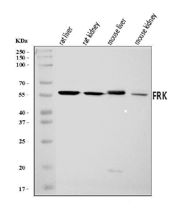 Anti-FRK Antibody Picoband® Boster Bio