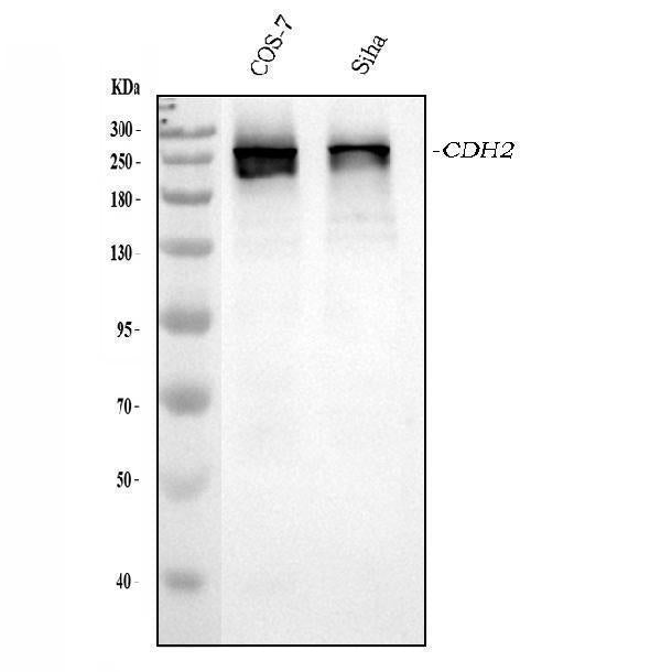 Anti-CHD2 Antibody Picoband® Boster Bio
