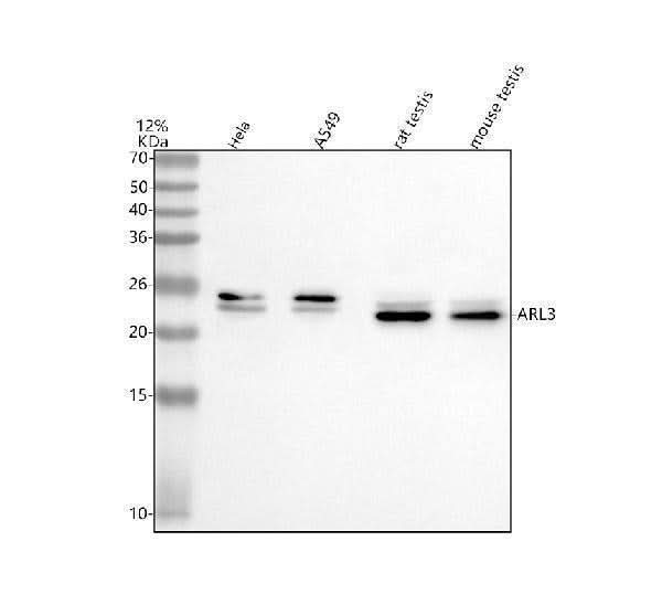 Anti-ARL3 Antibody Picoband® Boster Bio