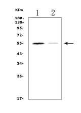 Anti-Muscarinic Acetylcholine Receptor 1/CHRM1 Antibody Picoband® Boster Bio