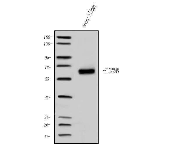 Anti-OAT3/Slc22a8 Antibody Picoband® Boster Bio