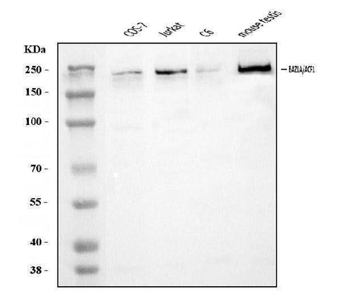 Anti-ACF1/BAZ1A Antibody Picoband® Boster Bio