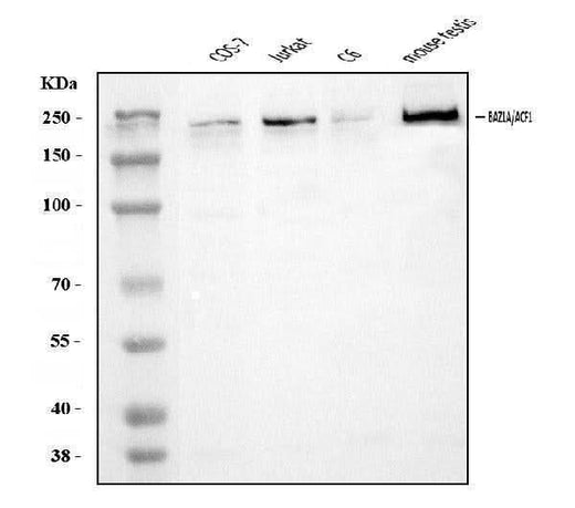 Anti-ACF1/BAZ1A Antibody Picoband® Boster Bio