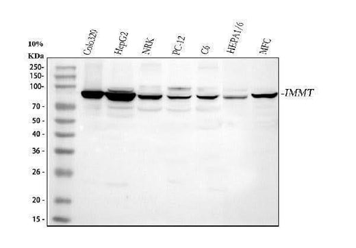 Anti-Mitofilin/IMMT Antibody Picoband® Boster Bio