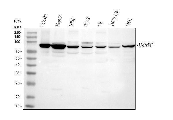 Anti-Mitofilin/IMMT Antibody Picoband® Boster Bio