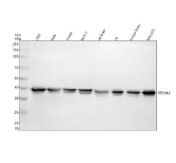 Anti-STOML2 Antibody Picoband® Boster Bio