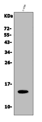 Anti-Galectin 2/LGALS2 Antibody Picoband® Boster Bio