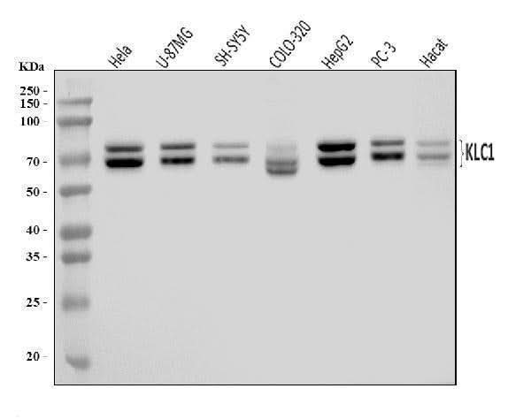 Anti-KLC1 Antibody Picoband® Boster Bio