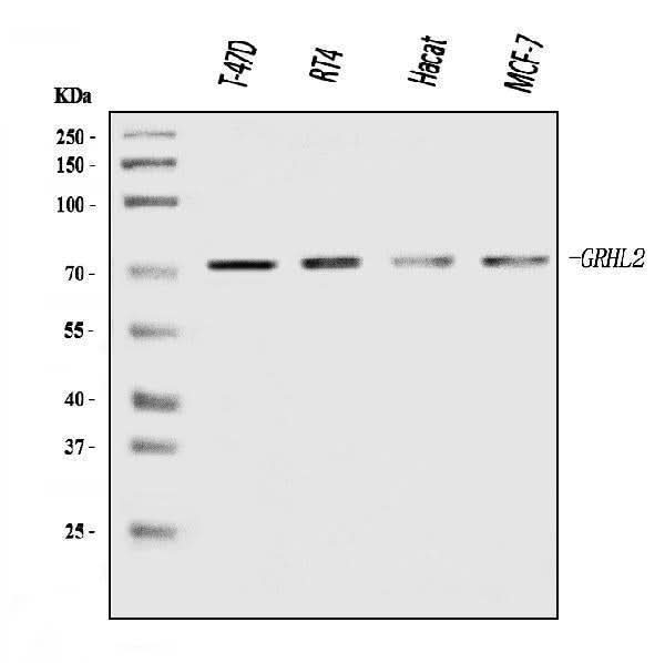 Anti-GRHL2 Antibody Picoband® Boster Bio