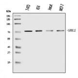 Anti-GRHL2 Antibody Picoband® Boster Bio