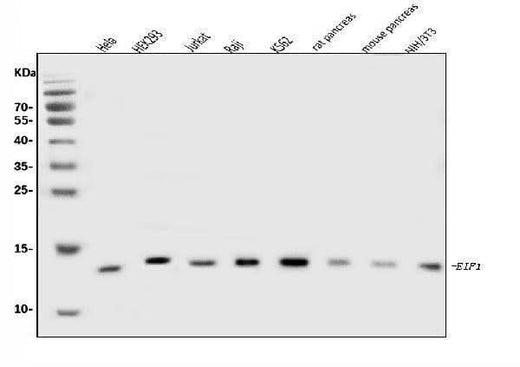 Anti-EIF1 Antibody Picoband® Boster Bio