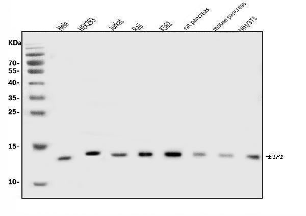 Anti-EIF1 Antibody Picoband® Boster Bio