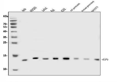 Anti-EIF1 Antibody Picoband® Boster Bio