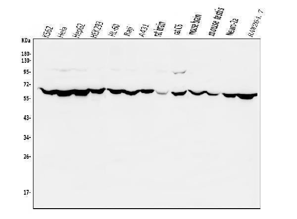 Anti-PIAS2 Antibody Picoband® Boster Bio