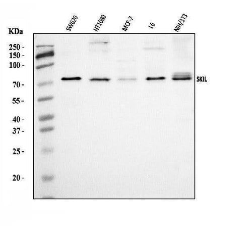 Anti-SnoN/SNO/SKIL Antibody Picoband® Boster Bio
