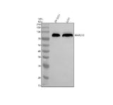 Anti-MARCKS Antibody Picoband® Boster Bio
