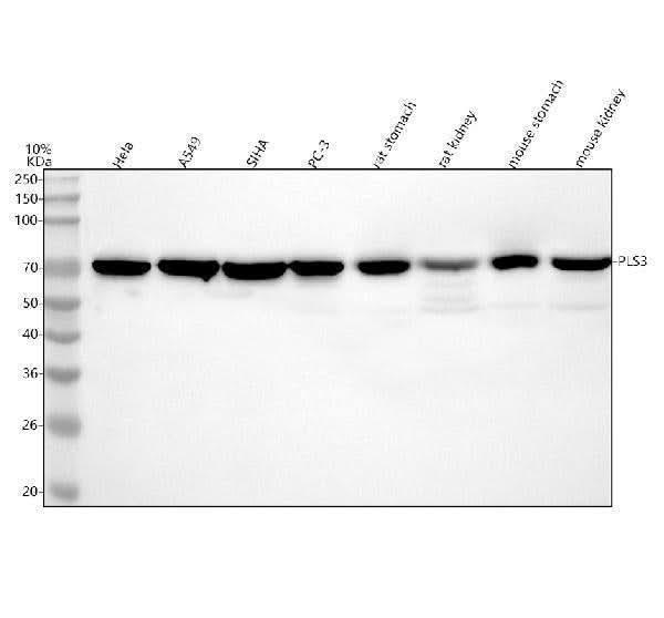 Anti-PLS3 Antibody Picoband® Boster Bio