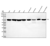 Anti-PLS3 Antibody Picoband® Boster Bio