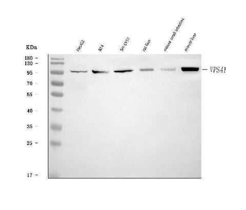 Anti-VPS41 Antibody Picoband® Boster Bio