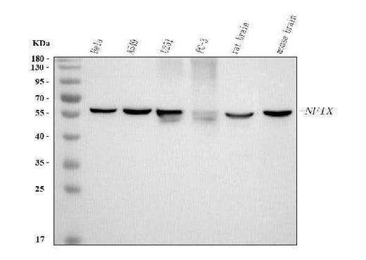Anti-NFIX Antibody Picoband® Boster Bio