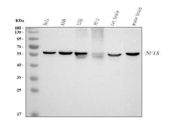 Anti-NFIX Antibody Picoband® Boster Bio