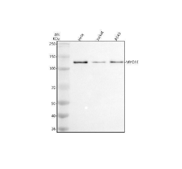 Anti-MYO1E Antibody Picoband® Boster Bio
