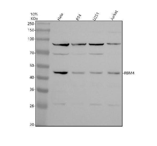 Anti-RBM4 Antibody Picoband® Boster Bio