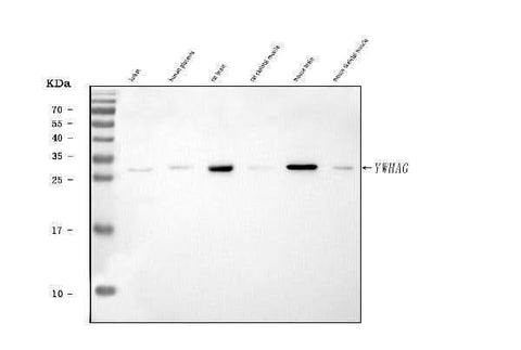 Anti-14-3-3 gamma/YWHAG Antibody Picoband® Boster Bio