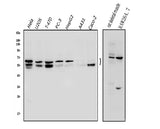 Anti-NFIC/CTF Antibody Picoband® Boster Bio