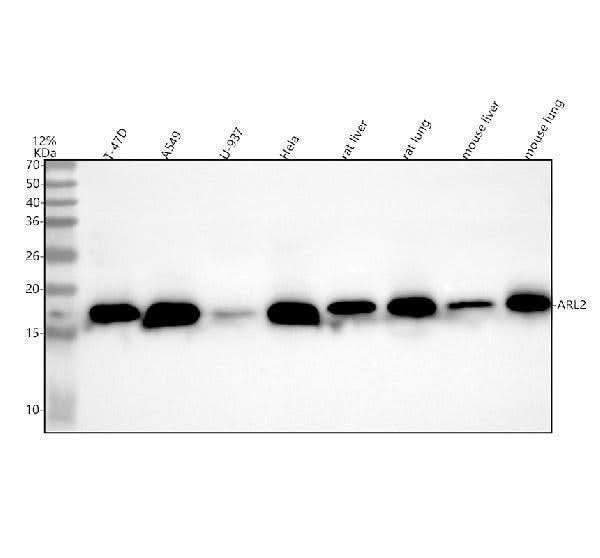 Anti-ARL2 Antibody Picoband® Boster Bio