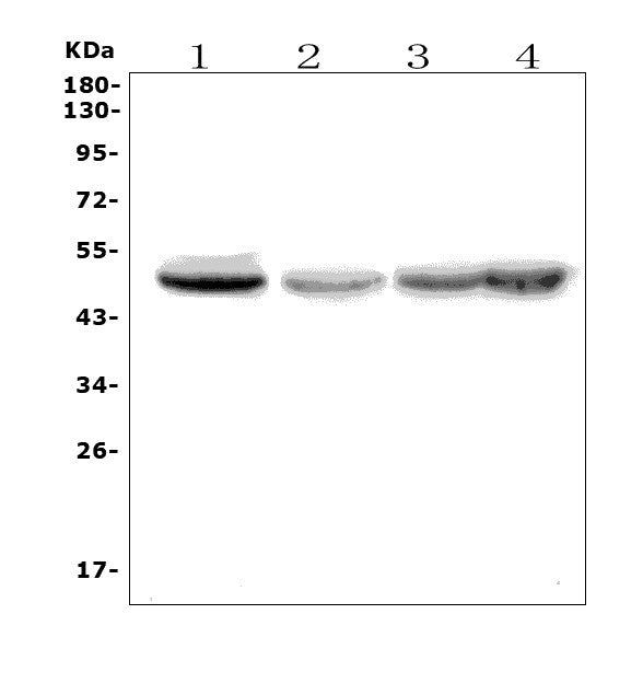 Anti-eRF1/ETF1 Picoband® Antibody Boster Bio