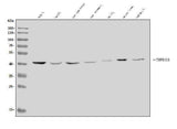 Anti-TMPRSS3 Antibody Picoband® Boster Bio