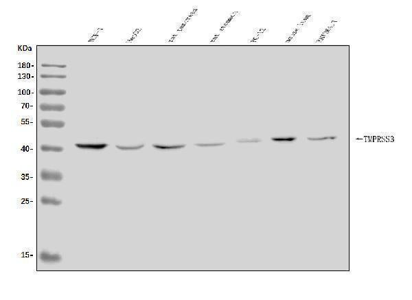 Anti-TMPRSS3 Antibody Picoband® Boster Bio