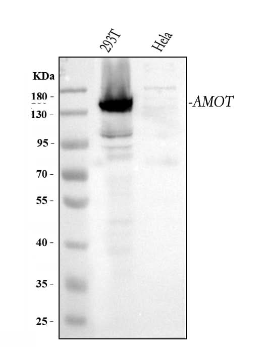 Anti-Angiomotin/AMOT Antibody Picoband® Boster Bio