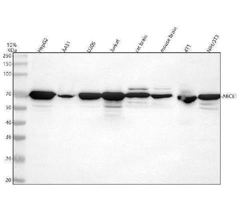 Anti-ABCE1 Antibody Picoband® Boster Bio