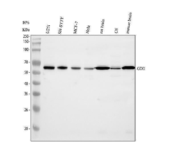 Anti-GDI1 Antibody Picoband® Boster Bio