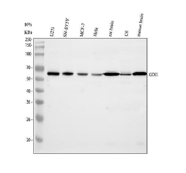 Anti-GDI1 Antibody Picoband® Boster Bio