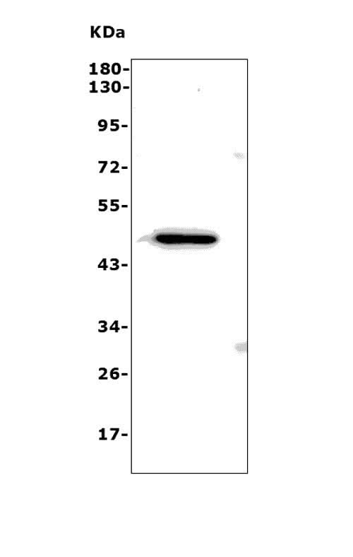 Anti-ND4/Mtnd4 Antibody Picoband® Boster Bio