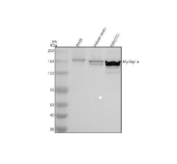 Anti-MYBBP1A Antibody Picoband® Boster Bio