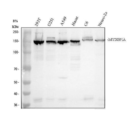 Anti-MYBBP1A Antibody Picoband® Boster Bio