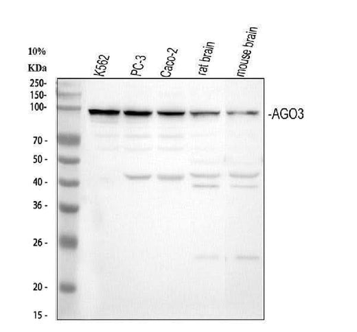 Anti-AGO3 Antibody Picoband® Boster Bio