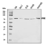 Anti-MTMR2 Antibody Picoband® Boster Bio