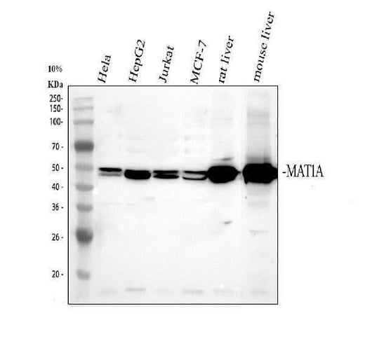 Anti-MAT1A Antibody Picoband® Boster Bio