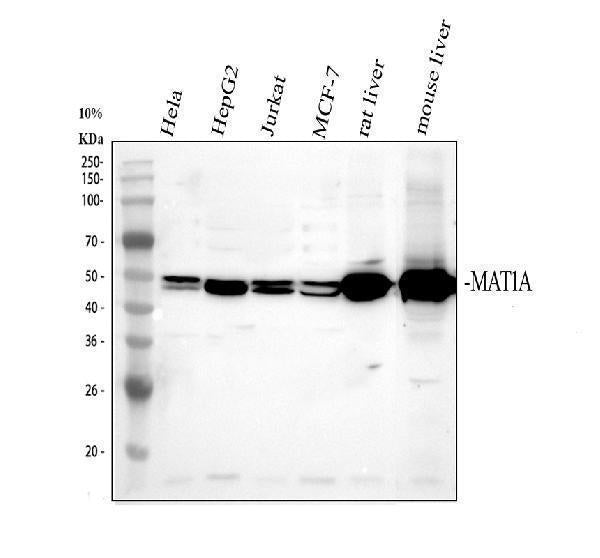 Anti-MAT1A Antibody Picoband® Boster Bio